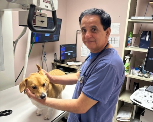 Dr. Abdul